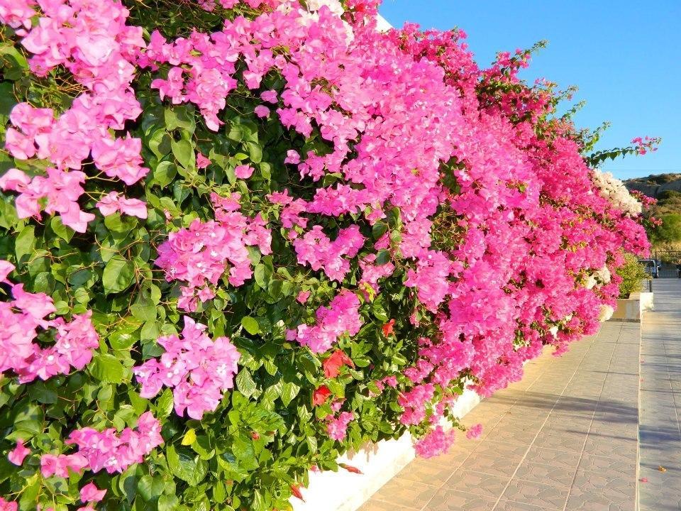 Telhinis Hotel & Apartments Faliraki Exterior foto